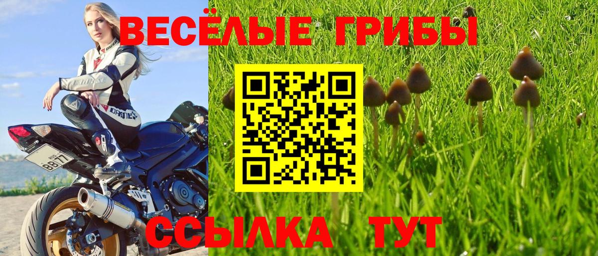 Галлюциногенные грибы Cubensis Сальск